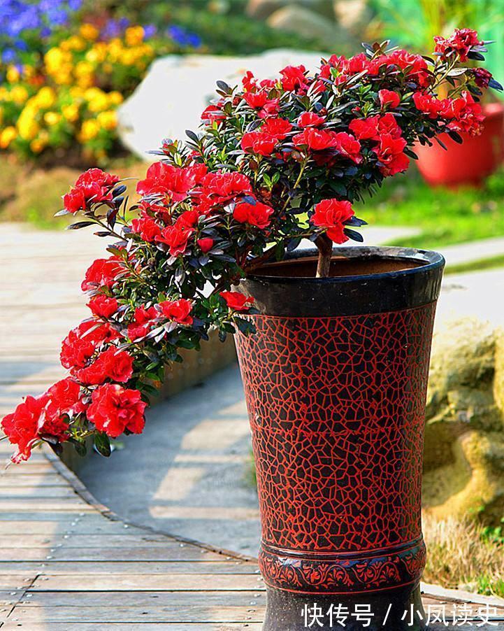 6种“富贵花”天生怕晒，客厅没光照，照样开满花，吉利旺家