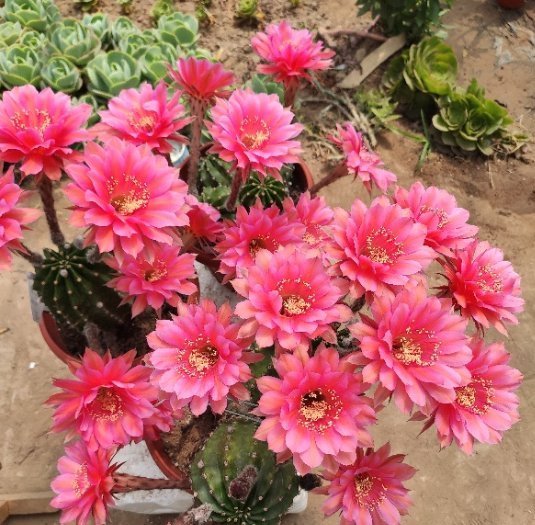 多肉植物|8种常见的花夏季就得“狠劲晒”,越晒长得越旺,越晒越容易开花