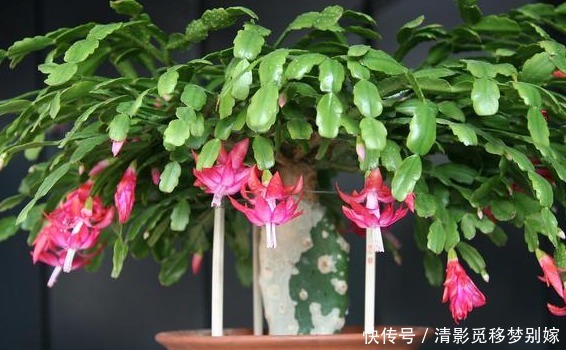 夏季|这四种花，通风尤为重要，好养花期长，嗖嗖长爆盆，一天开不停