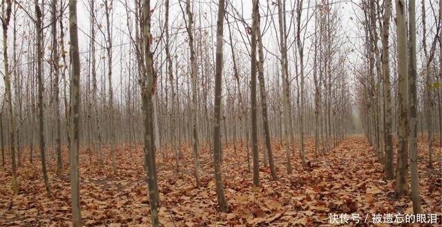 世界文明史吐蕃王朝的衰亡!