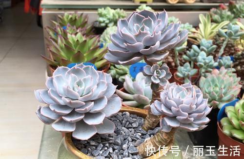 蓝石莲|喜欢多肉别错过这5种,贵气又好养,种一盆仙气飘飘!