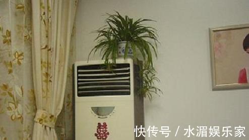 夏天养花“技巧”多,天热就需要换位置,黄叶烂根救不活