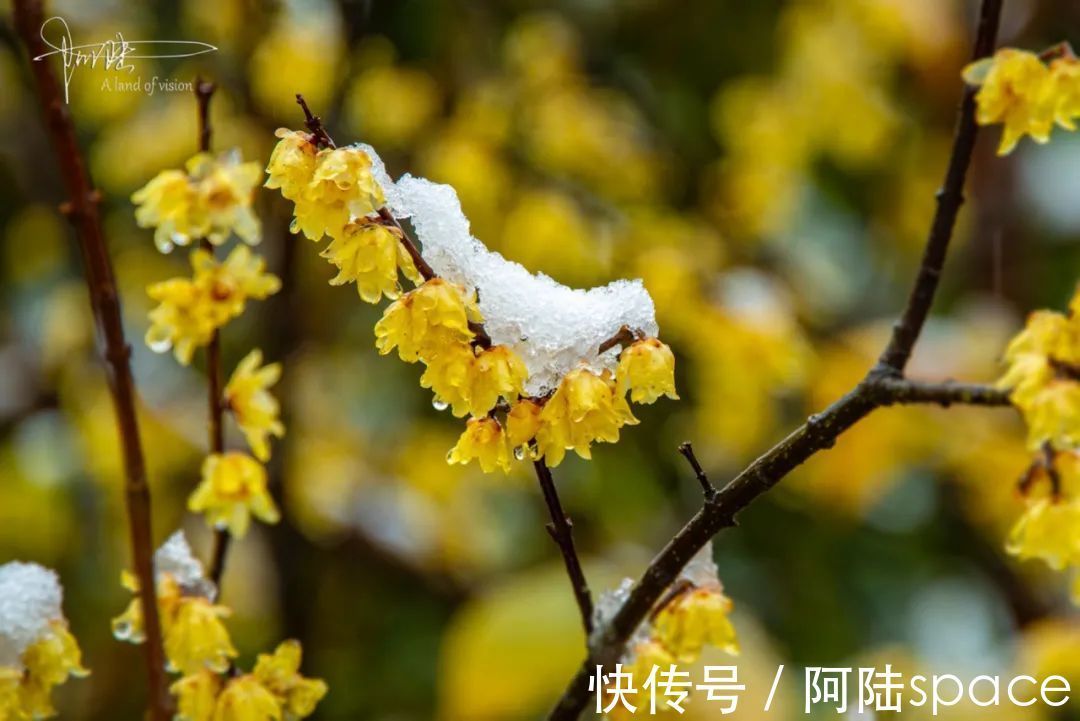 西溪|西溪湿地“福禄寿”三堤赏梅指南，这里也是春节后的踏青好去处