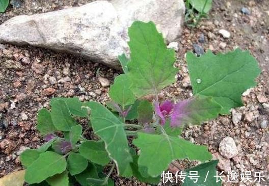 凉拌|农村最常见的“三种野菜”,90后都吃过,城里有钱也买不到