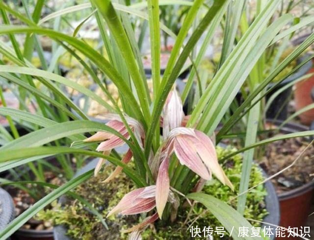 给兰花浇水,学会观“局势”,才能避免出错,不然容易死翘翘!