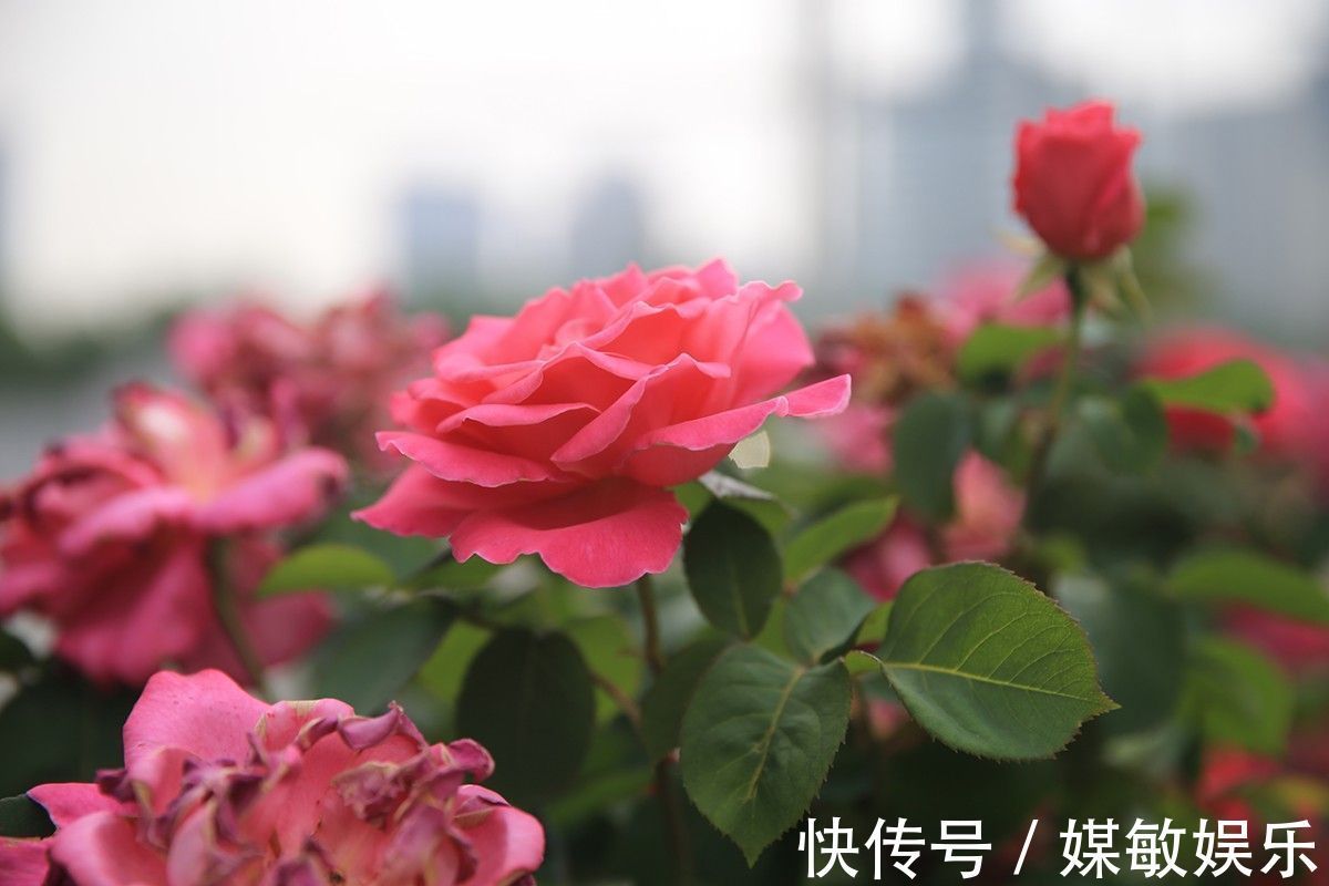 月季花的花苞多而担心开不了花3点养护月季开花大而不掉花苞