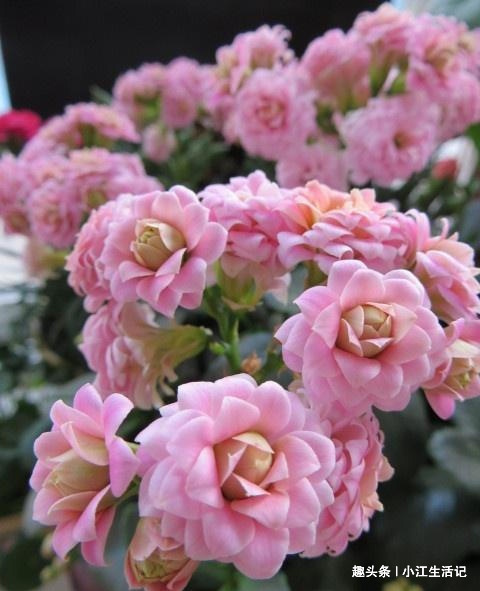 养长寿花，喝点这种“促花水”，肥效足促开花，轻轻松松养爆盆