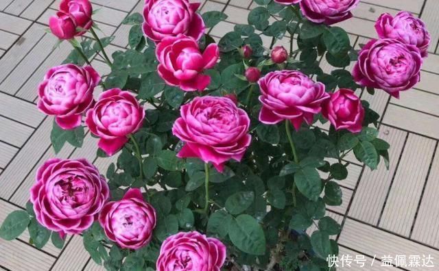 适宜|它叫洋牡丹、花毛茛,一次种植可多年赏花,适宜南北方新手盆栽