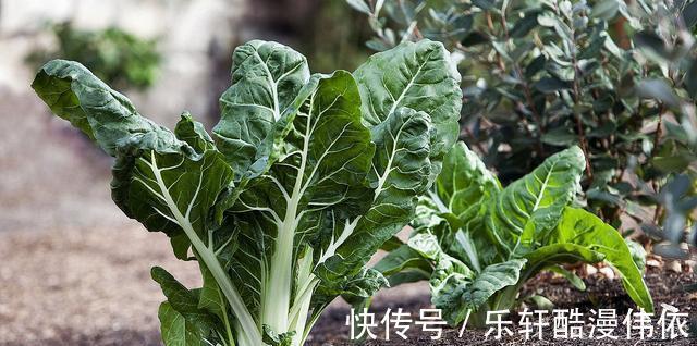 厚皮菜|乡下一种不好吃的菜,30年前总能在餐桌上见到,如今却成畅销菜