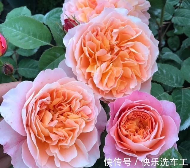 单朵花|不垂头的5种藤本月季,勤花又好看,全面盛开很漂亮!