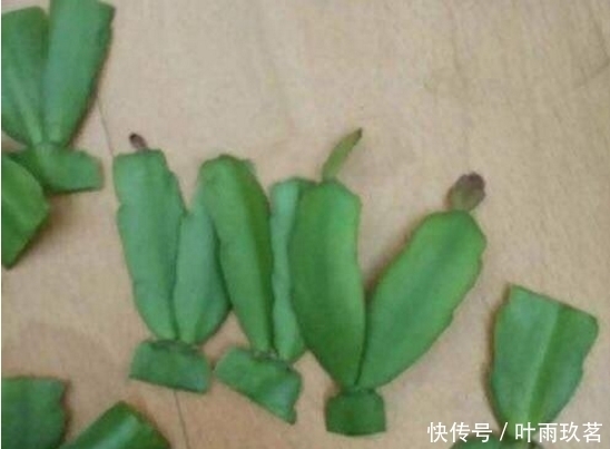 保湿|很好养的6种花草，扦插生根快，花儿开成团，漂亮易养活