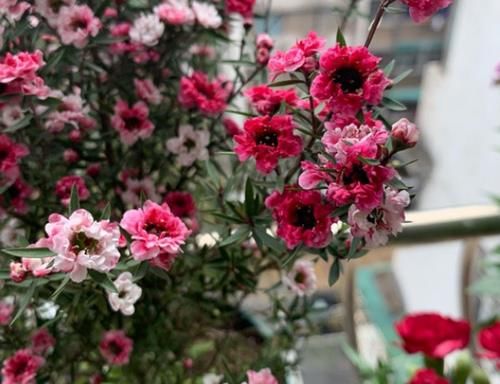 此花名字里带“松、梅”二字，却不抗冻，适合春天培育