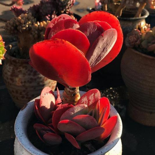 10月养多肉唐印，了解掌握5个要点，叶片红艳似蒲扇，美极了