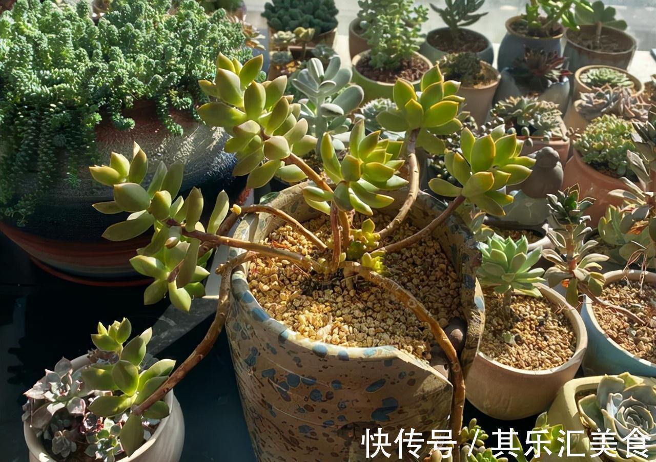 耐寒|这“三多肉”不怕冻,越冷越美出状态,零下30℃也能缀满一大盆