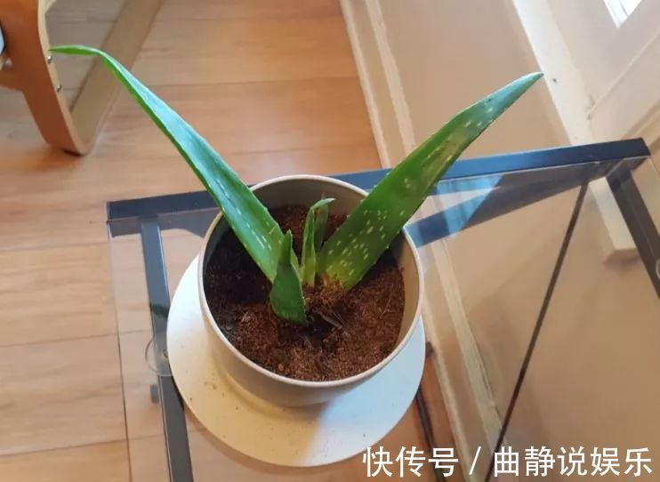 芦荟|养盆栽芦荟注意换盆移栽的6个事项,年年能分出10多盆