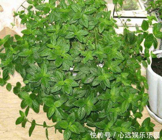 卫生间养花不知道选啥好就盆栽此4种植物,可放氧气、除臭味