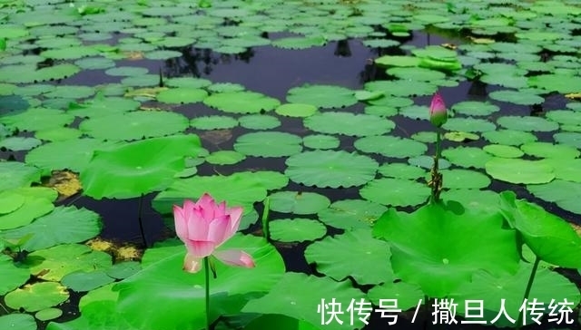 中华诗词!童言童语(91-100)|郞晓梅评《中华诗词》校园诗稿作品