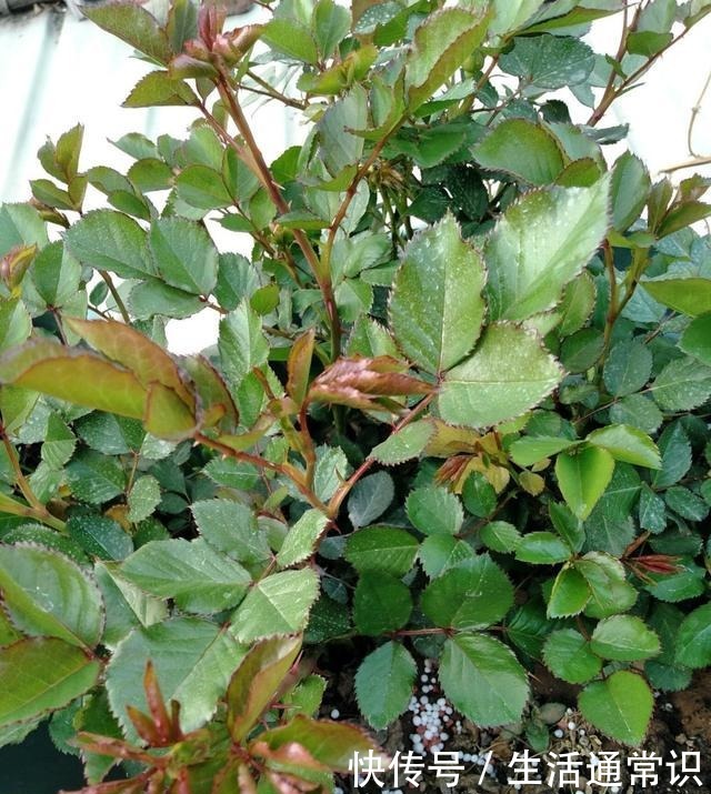 把月季养得满枝花苞,其实也没什么难度,“吃饱喝足”就顺其自然!