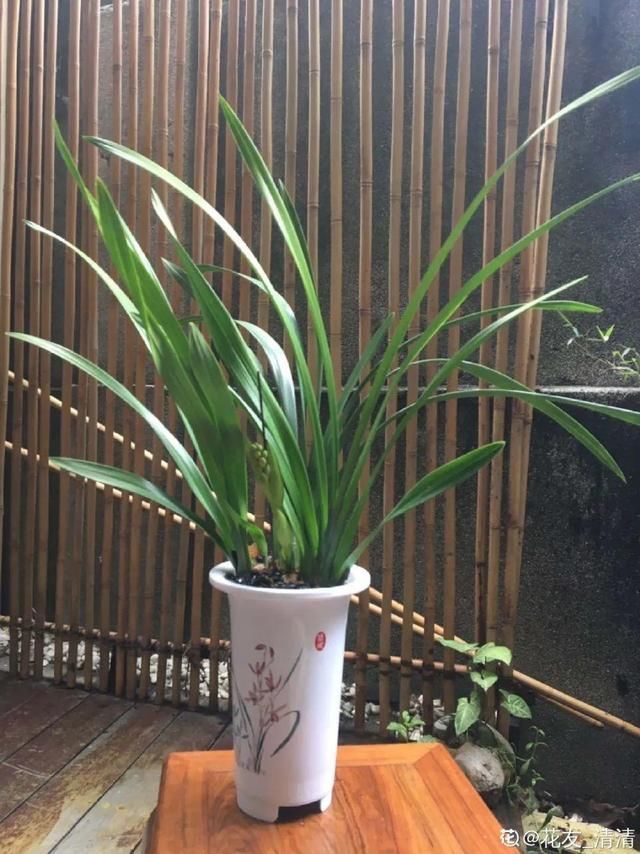 多肉|5种花盆养花,怪不得都死了,全是样子货