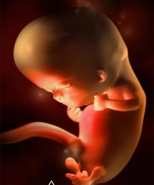 奇迹|10月胎儿形成全过程，8张图带你了解真相，感受生命的奇迹