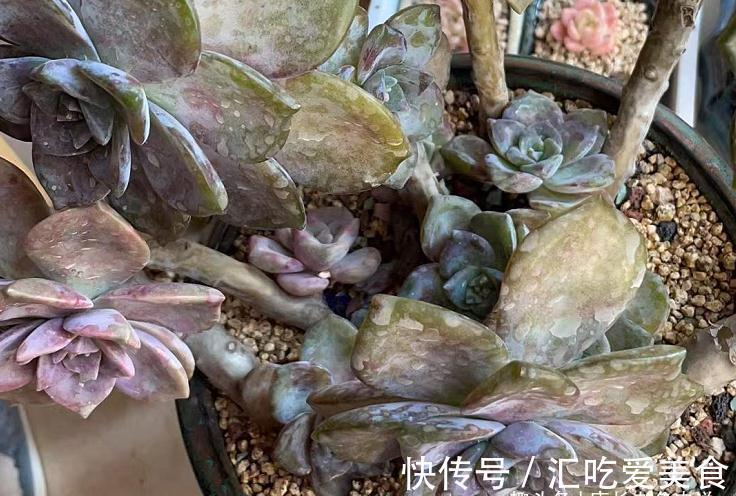 多肉|多肉没收进室内,被冻得嘎嘣脆?别扔,这样处理兴许还能活过来