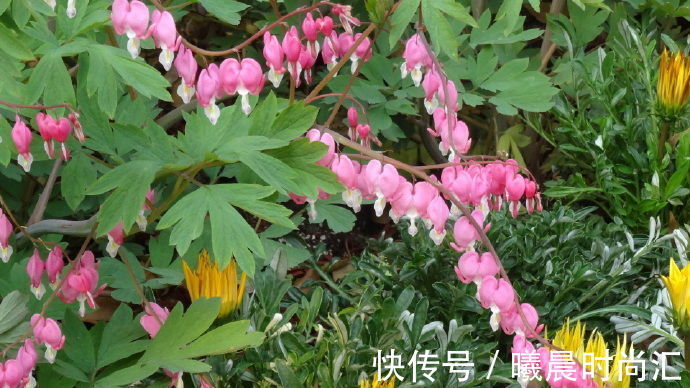 喜欢养花,首选“精品牡丹”荷包牡丹,似少女荷包,寓意极美