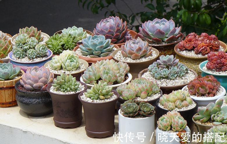 腐熟|“加工”后的淘米水养多肉,效果杠杠的,早知道早受益