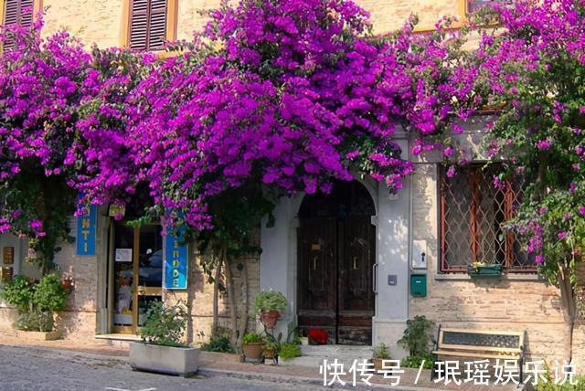 铁线莲|家有小院?养几种“不死花”,从来不用管,花开一片,延绵不断