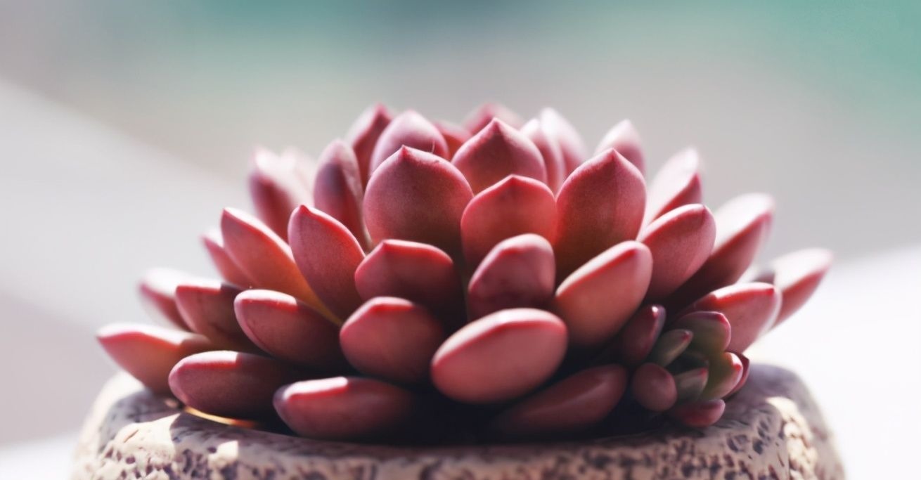 想养好多肉,要学会“虐它”,不仅不会干叶,反而植株紧凑状态美