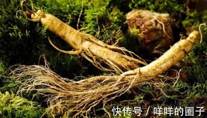 药用价值|都说千年人参会自己“跑”,这是真的?一起来看看这些成精的人参