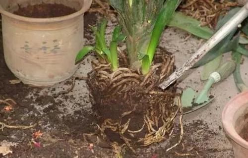 花土|养花不会换盆,没经验就记住这些方法,换一盆旺一盆,零损伤