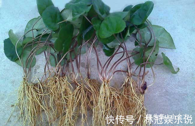 风寒|把全身的风寒都散掉,这味中药,牙痛、头痛、风湿性痛都用!