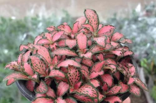  养花|养花养这四种，不仅便宜而且开花超漂亮，四季开花不断！