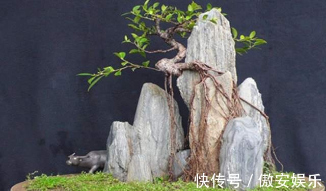 传家宝|阳台再小,也能养3种树,小盆就能养,个个都是“传家宝”