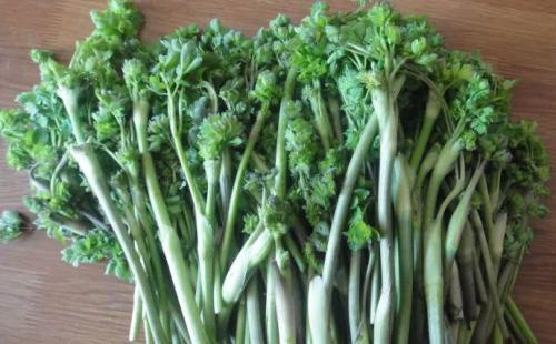 猫爪子菜|农村一种野菜，过去农民不敢吃，如今价值珍贵，卖20元一斤