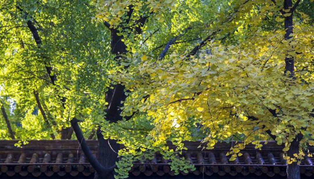 清代诗人赵翼一首唯美的诗,开篇两句很平淡,最后两句美得惊艳