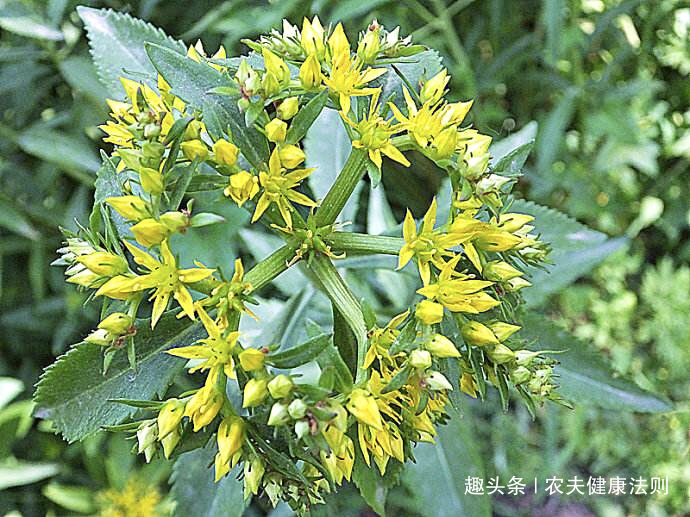 心脏病|不想得心脏病，多食此菜，能安神补血，补血平肝，心脏病不用愁