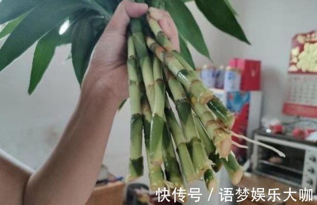 竹报平安|水培富贵竹养着养着就黄叶、不长个?注意4细节,株苗没问题!