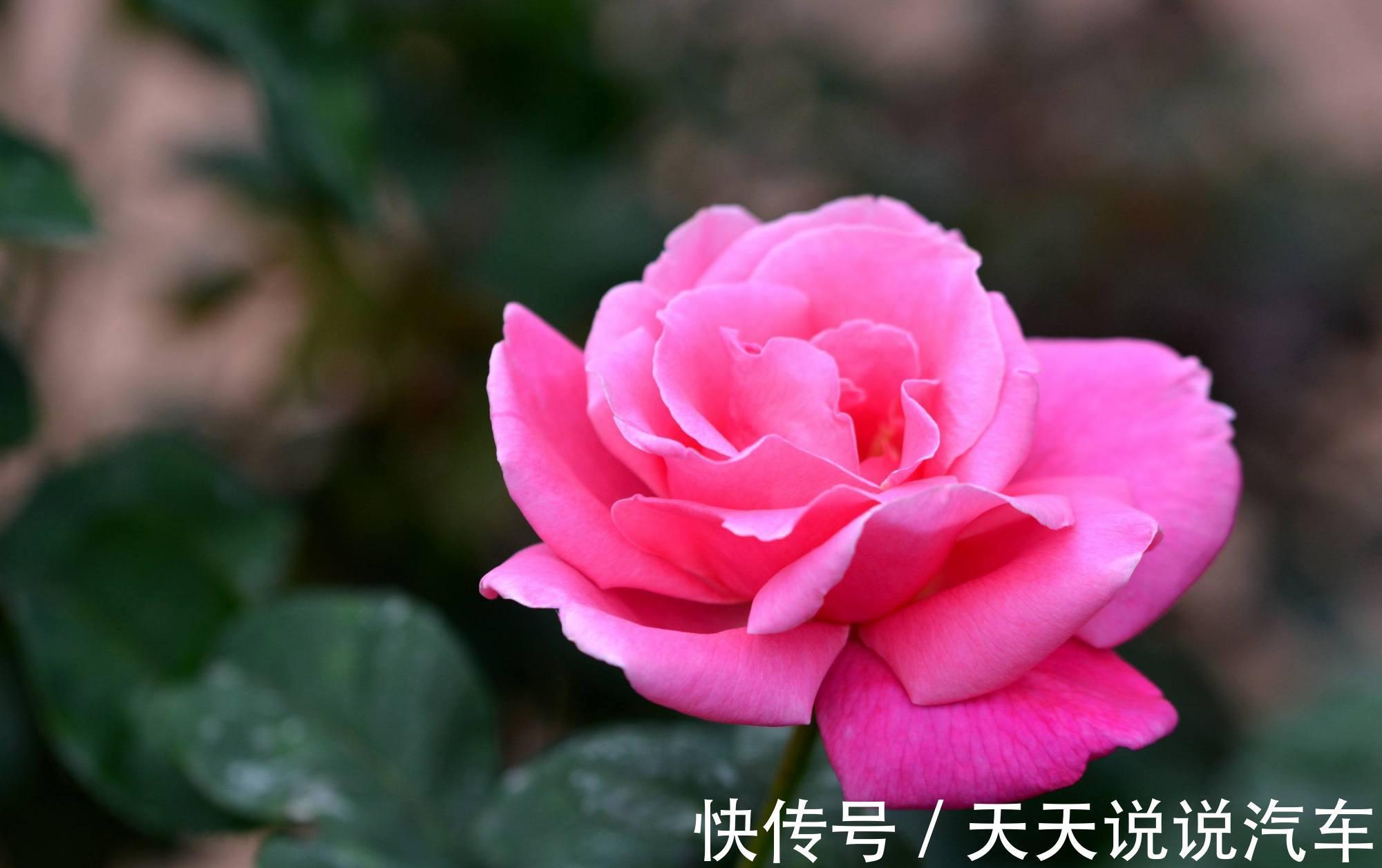 月季冬季要休眠,说说月季的冬季养护技巧