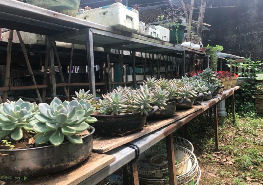 10个偏方,能省不少钱,把花养的又肥又壮