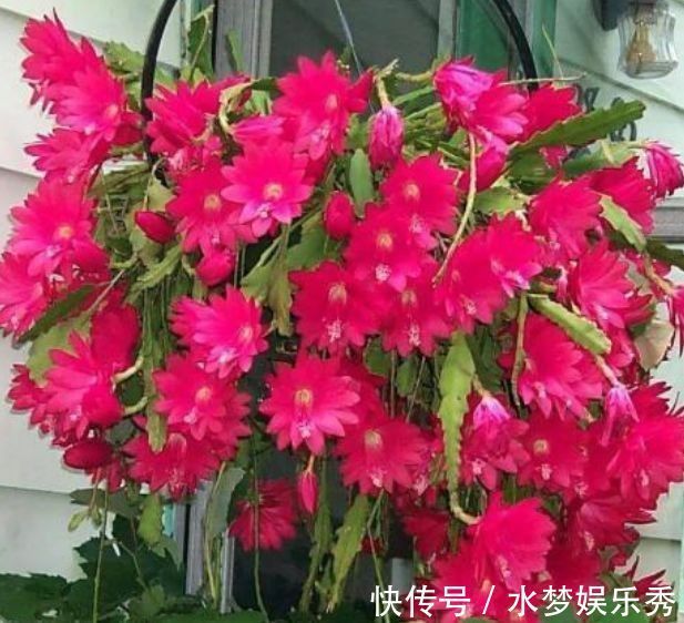 阳台|适合养在阳台的几种花卉,阳台开出花海,黄绿交辉,内敛美