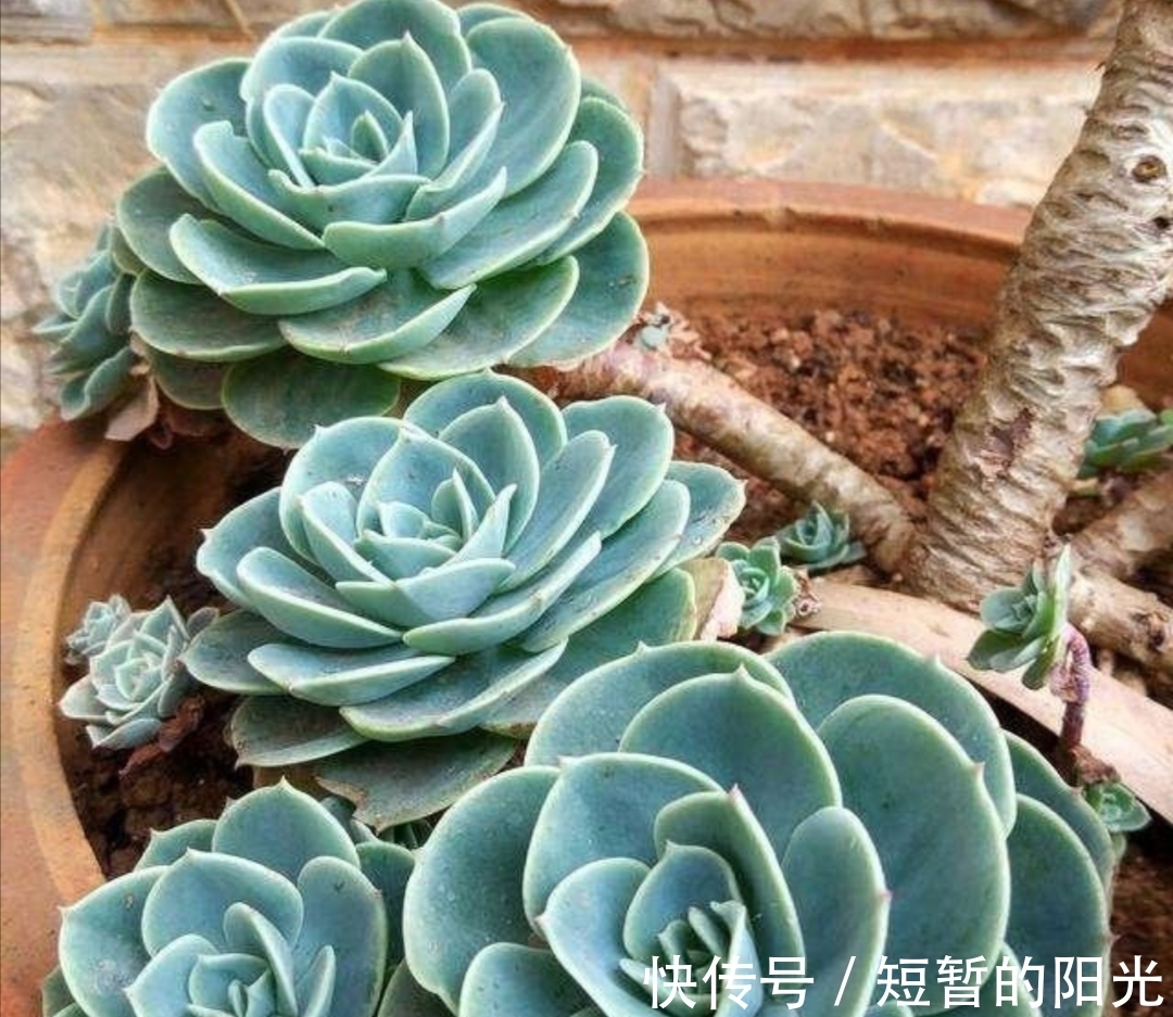 6种普通多肉,好养又漂亮,很容易养成老桩盆景