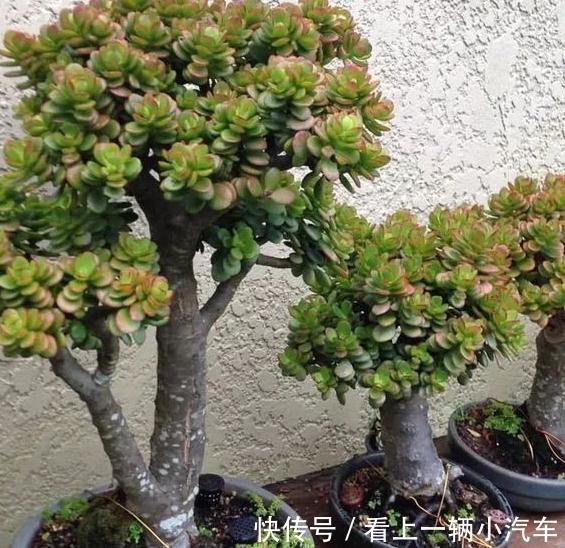 养玉树掌握几个关键点,一年变老桩,轻松长成树