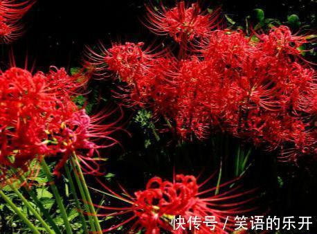 夜来香,花朵越到晚上就会散发出淡淡的香味