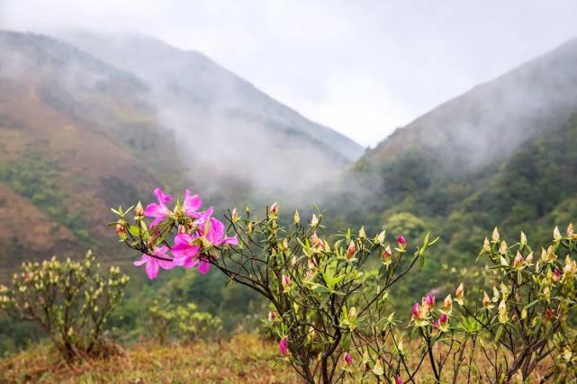 每年都掀起打卡热潮！新兴这里成片云锦杜鹃花怒放了，赶紧约起！