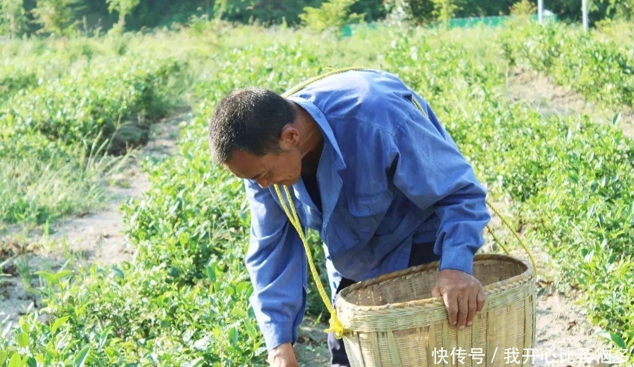 东莞|东莞库存几十万吨,曾一斤被炒至上万,如今“连卖代送”无人问津