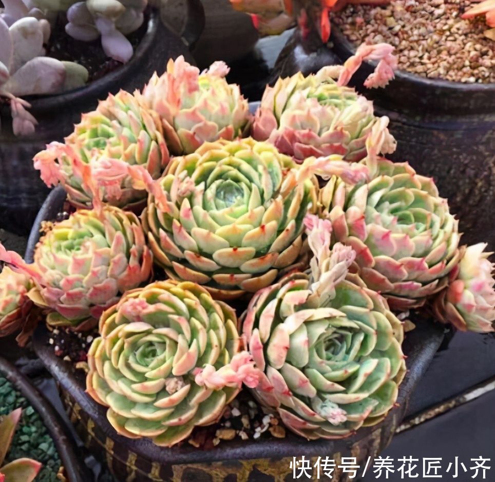 养多肉浇水记住3句“口诀”，叶片“胖乎乎”，养出漂亮状态