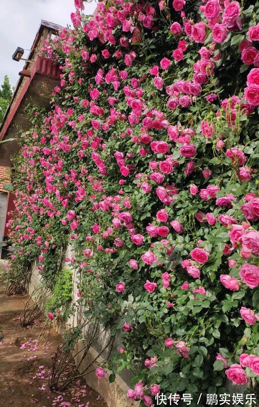 门口养棵大花树,风吹就开花,20年变成传家宝!