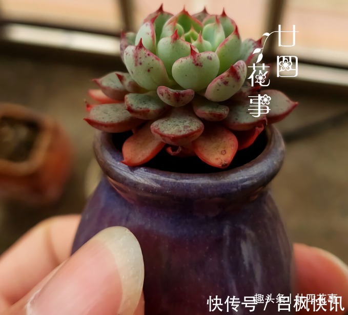 多肉植物|7种花，就要“穷着养”，花盆越小，长势越喜人！