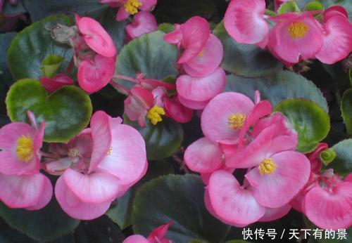 1种公认难养的花,改变养护方法,年年花开满枝头,值得拥有!